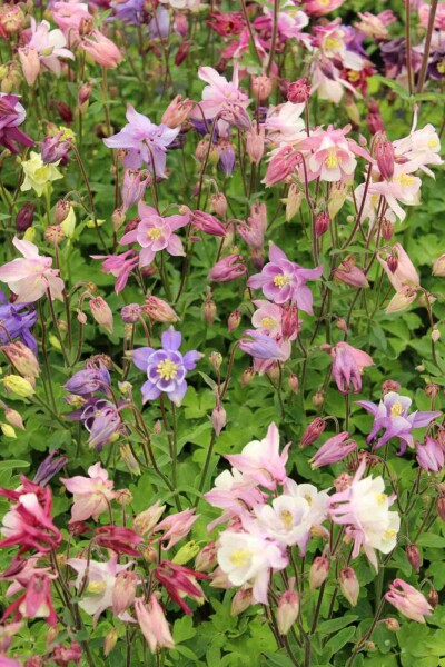 Aquilegia caerulea 'Biedermeier'
