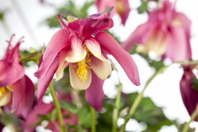 Akelei Aquilegia caerulea 'Crimson Star' 5-10 pot P9 Aquilegia caerulea 'Crimson Star'