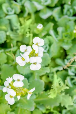 Bergsteenkruid Arabis caucasica 5-10 pot P9 Arabis caucasica