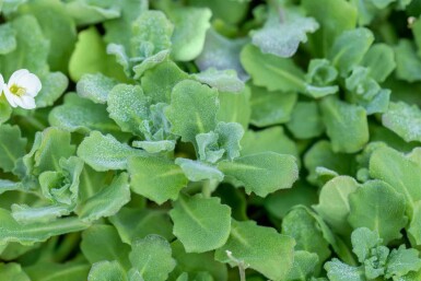 Bergsteenkruid Arabis caucasica 5-10 pot P9 Arabis caucasica
