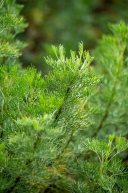 Artemisia abrotanum