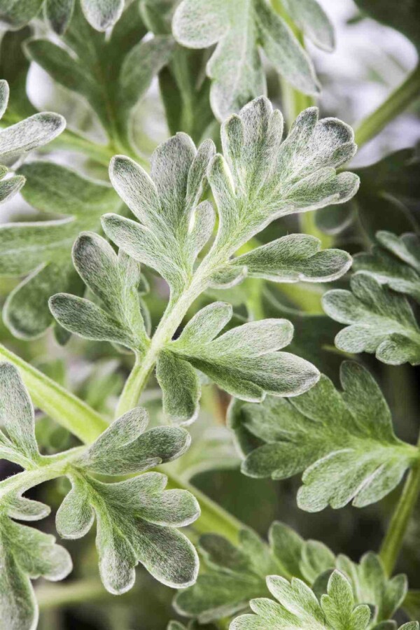 Alsem Artemisia absinthium 5-10 pot P9 Artemisia absinthium