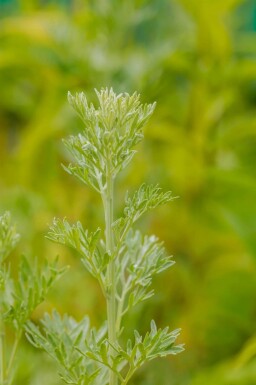 Alsem Artemisia absinthium 5-10 pot P9 Artemisia absinthium