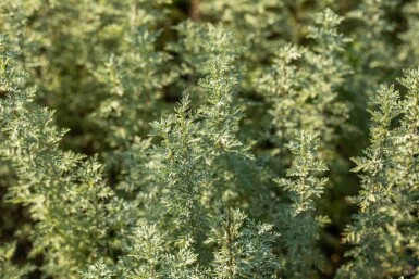 Alsem Artemisia absinthium 5-10 pot P9 Artemisia absinthium