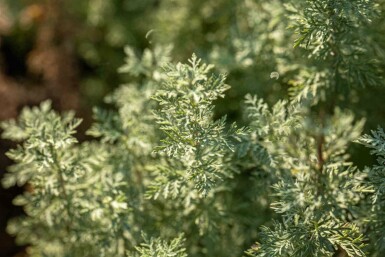 Alsem Artemisia absinthium 5-10 pot P9 Artemisia absinthium