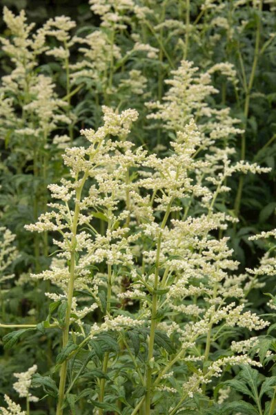 Artemisia lactiflora