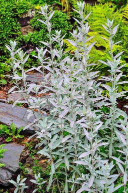 Bijvoet Artemisia ludoviciana 'Silver Queen' 5-10 pot P9 Artemisia ludoviciana 'Silver Queen'
