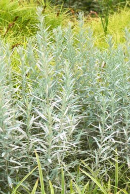 Bijvoet Artemisia ludoviciana 'Silver Queen' 5-10 pot P9 Artemisia ludoviciana 'Silver Queen'
