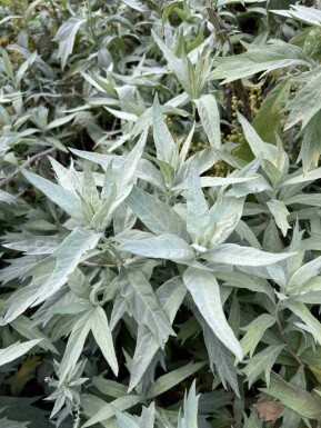 Bijvoet Artemisia ludoviciana 'Valerie Finnis' 5-10 pot P9 Artemisia ludoviciana 'Valerie Finnis'
