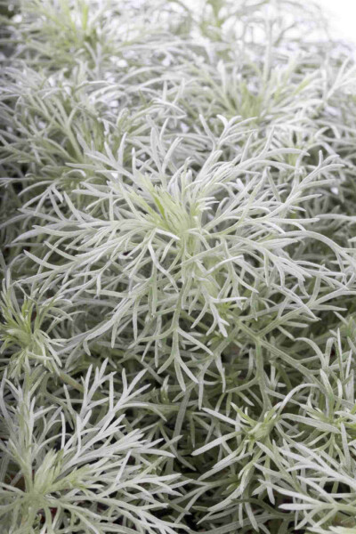 Artemisia schmidtiana 'Nana'