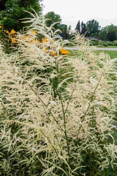 Geitenbaard Aruncus dioicus 'Kneiffii' 5-10 pot P9 Aruncus dioicus 'Kneiffii'