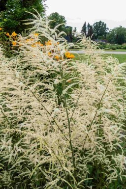 Geitenbaard Aruncus dioicus 'Kneiffii' 5-10 pot P9 Aruncus dioicus 'Kneiffii'