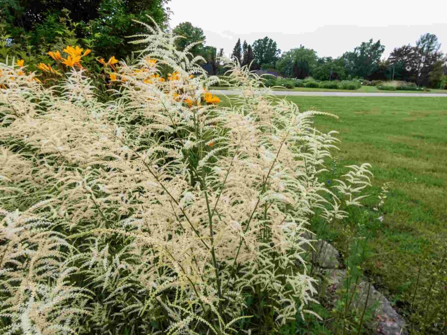 Geitenbaard Aruncus dioicus 'Kneiffii' 5-10 pot P9 Aruncus dioicus 'Kneiffii'
