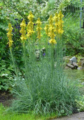 Jonkerlelie Asphodeline lutea 5-10 pot P9 Asphodeline lutea