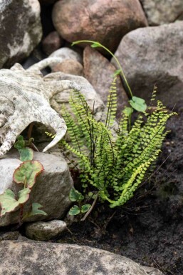 Tongvaren Asplenium trichomanes 5-10 pot P9 Asplenium trichomanes