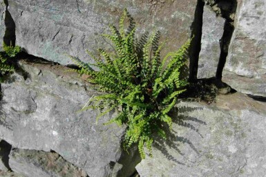 Tongvaren Asplenium trichomanes 5-10 pot P9 Asplenium trichomanes