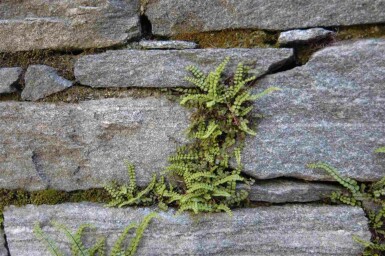 Asplenium trichomanes