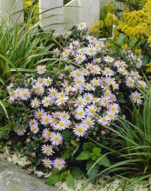 Aster ageratoides 'Stardust'
