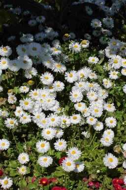 Herfstaster Aster ageratoides 'Starshine' 5-10 pot P9 Aster ageratoides 'Starshine'
