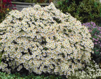 Herfstaster Aster dumosus 'Apollo' 5-10 pot P9 Aster dumosus 'Apollo'