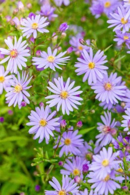 Herfstaster Aster cordifolius 'Little Carlow' 5-10 pot P9 Aster cordifolius 'Little Carlow'