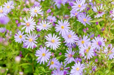 Herfstaster Aster cordifolius 'Little Carlow' 5-10 pot P9 Aster cordifolius 'Little Carlow'