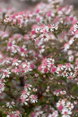 Herfstaster Aster lateriflorus 'Lady in Black' 5-10 pot P9 Aster lateriflorus 'Lady in Black'