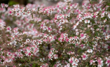 Herfstaster Aster lateriflorus 'Lady in Black' 5-10 pot P9 Aster lateriflorus 'Lady in Black'