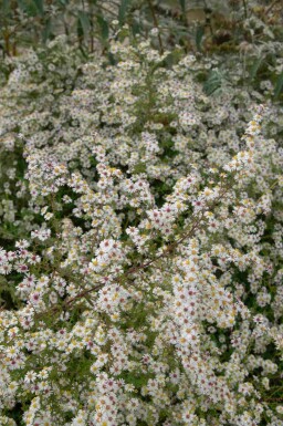 Herfstaster Aster pringlei 'Monte Cassino' 5-10 pot P9 Aster pringlei 'Monte Cassino'