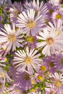 Herfstaster Aster pringlei 'Pink Star' 5-10 pot P9 Aster pringlei 'Pink Star'