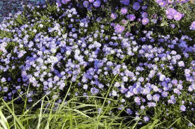 Aster dumosus 'Professor Anton Kippenberg'