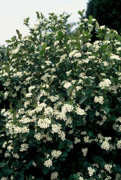 Appelbes Aronia melanocarpa Pot