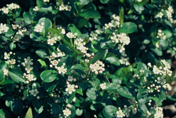 Appelbes Aronia melanocarpa Pot