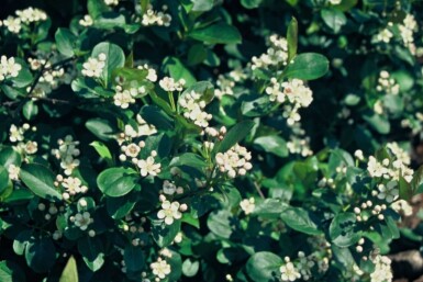 Appelbes Aronia melanocarpa Pot Aronia melanocarpa