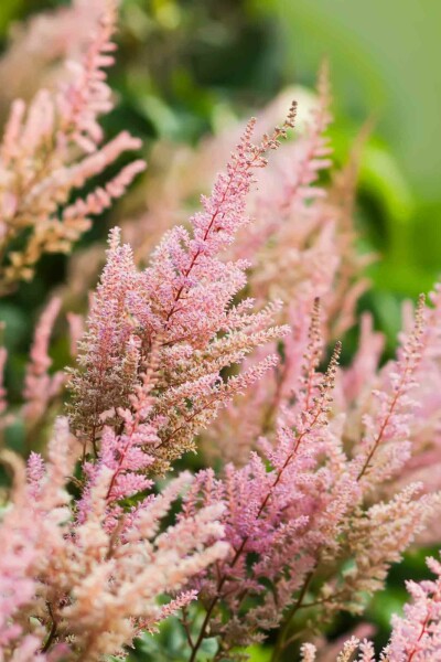 Pluimspirea Astilbe arendsii 'Erika' 5-10 pot P9 Astilbe arendsii 'Erika'