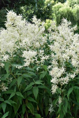 Pluimspirea Astilbe japonica 'Deutschland' 5-10 pot P9 Astilbe japonica 'Deutschland'