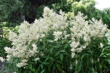 Pluimspirea Astilbe japonica 'Deutschland' 5-10 pot P9 Astilbe japonica 'Deutschland'