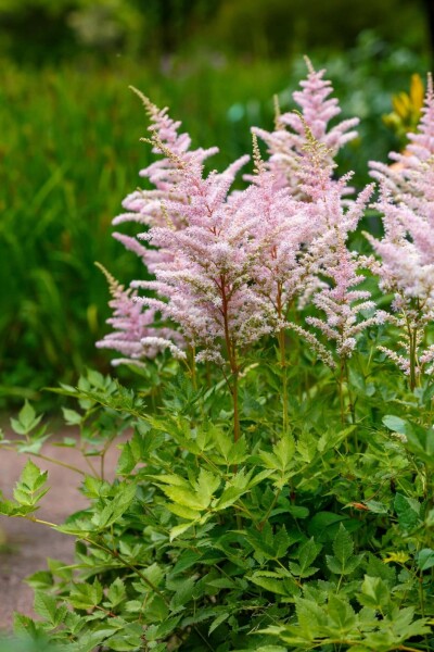 Pluimspirea Astilbe japonica 'Europa' 5-10 pot P9 Astilbe japonica 'Europa'