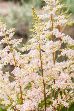 Pluimspirea Astilbe japonica 'Peach Blossom' 5-10 pot P9 Astilbe japonica 'Peach Blossom'