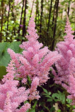 Astilbe japonica 'Rheinland'