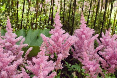 Astilbe japonica 'Rheinland'