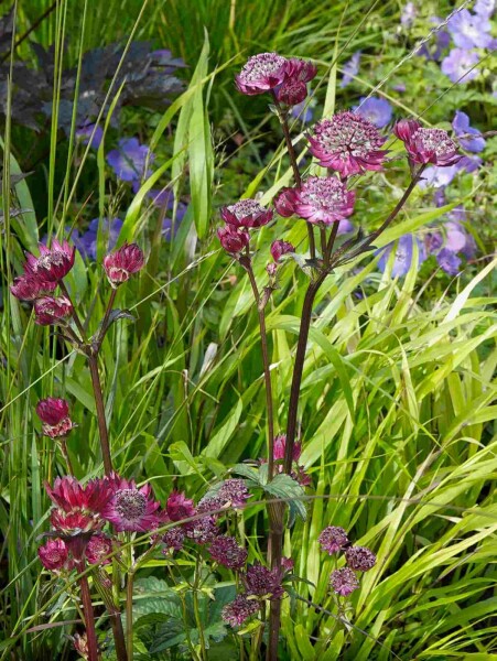 Astrantia major 'Claret'