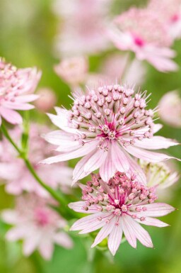 Zeeuws knoopje Astrantia major 'Roma' 5-10 pot P9 Astrantia major 'Roma'