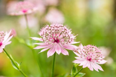 Zeeuws knoopje Astrantia major 'Roma' 5-10 pot P9 Astrantia major 'Roma'