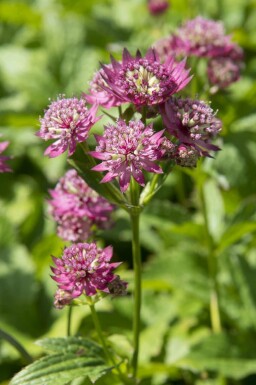 Zeeuws knoopje Astrantia major 'Rubra' 5-10 pot P9 Astrantia major 'Rubra'