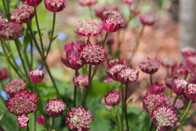 Astrantia major 'Moulin Rouge'