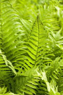 Dubbelloof Athyrium filix-femina 5-10 pot P9 Athyrium filix-femina