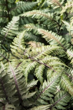 Japanse regenboogvaren Athyrium niponicum 'Metallicum' 5-10 pot P9 Athyrium niponicum 'Metallicum'