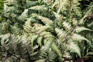 Japanse regenboogvaren Athyrium niponicum 'Metallicum' 5-10 pot P9 Athyrium niponicum 'Metallicum'