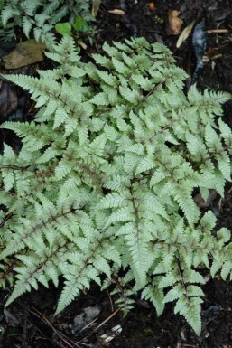 Japanse regenboogvaren Athyrium niponicum 'Pictum' 5-10 pot P9 Athyrium niponicum 'Pictum'